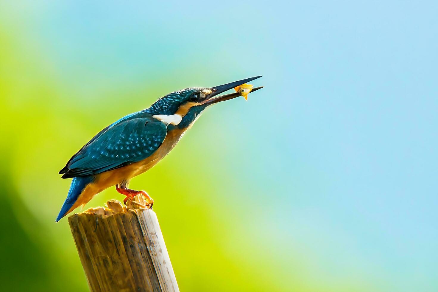 Bird Photography,Bird Pictures,Most Beautiful Bird Photography, Nature Photography photo