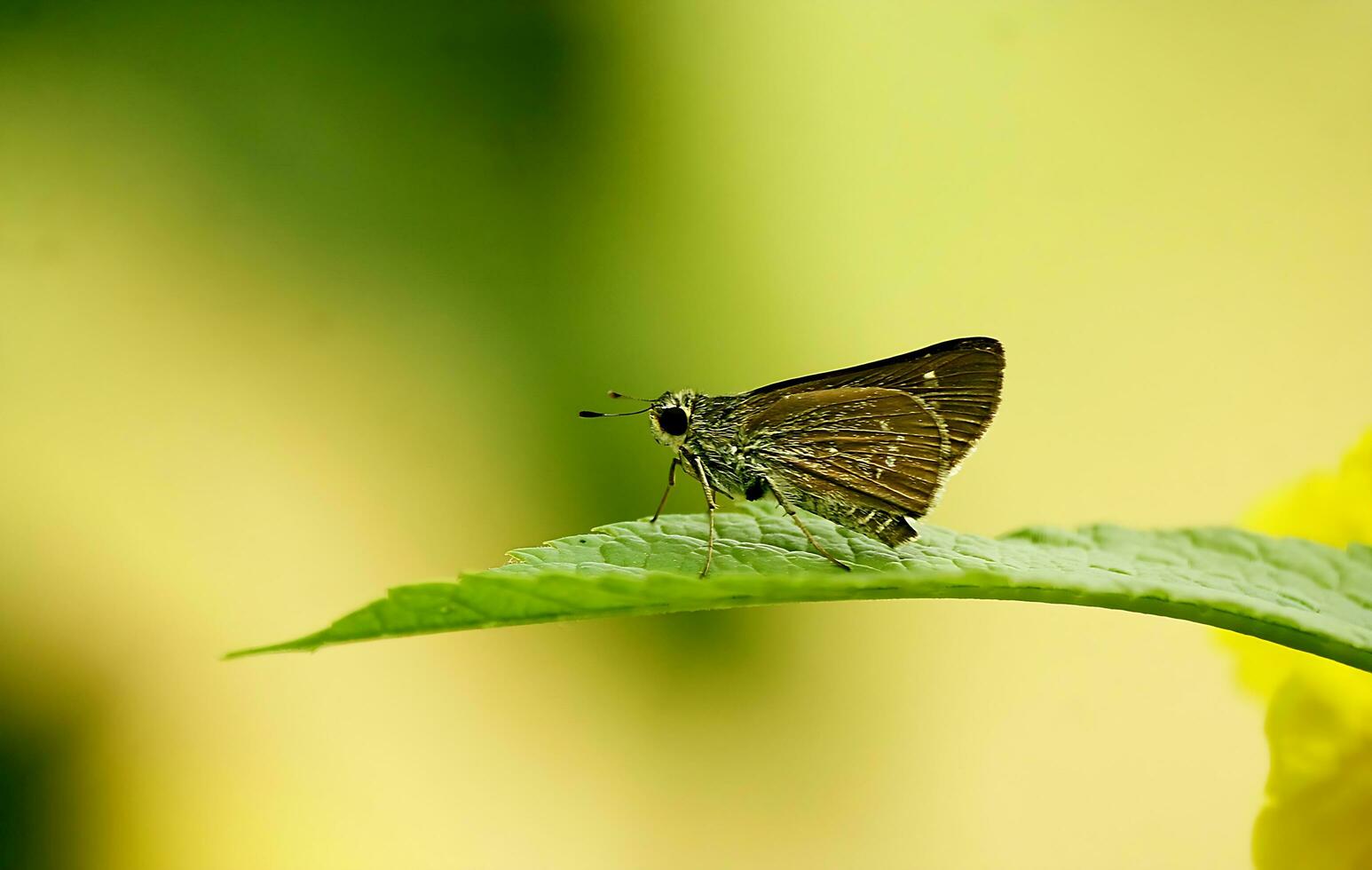 Monarch, Beautiful Butterfly Photography, Beautiful butterfly on flower, Macro Photography, Free Photo