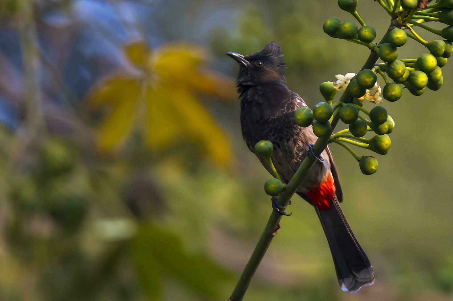 Bird Photography,Bird Pictures,Most Beautiful Bird Photography, Nature