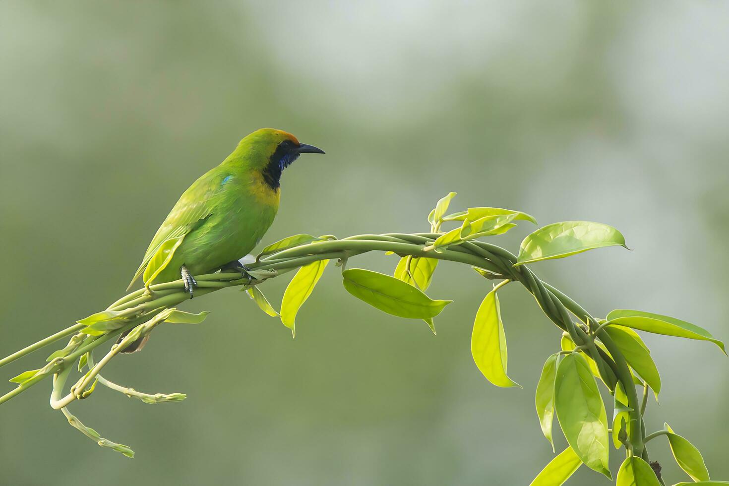 Bird Photography,Bird Pictures,Most Beautiful Bird Photography, Nature Photography photo