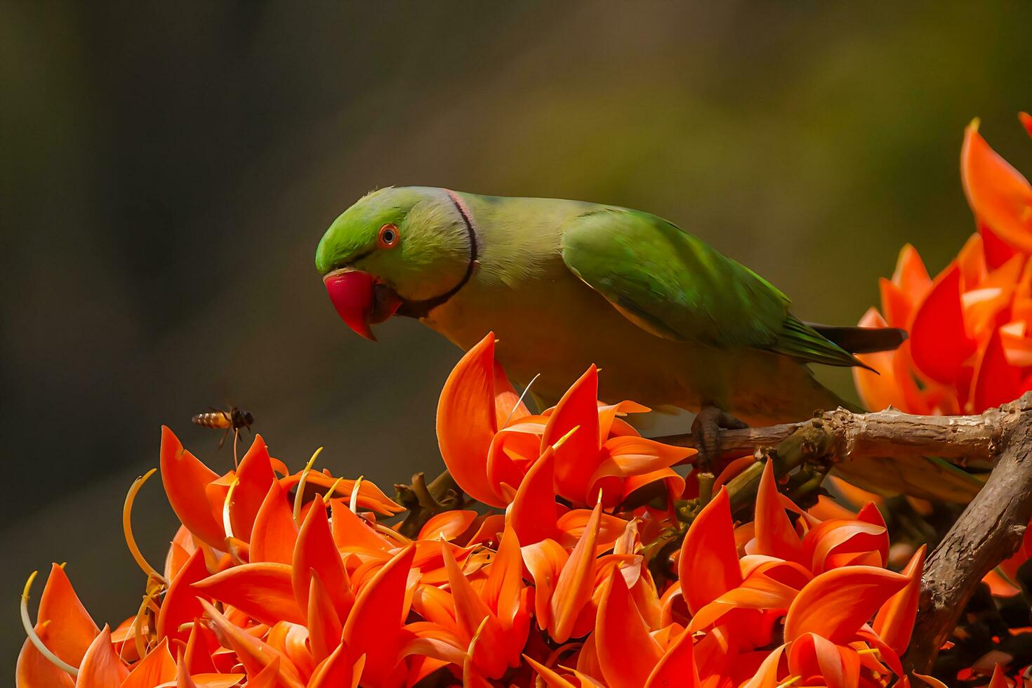 pájaro fotografía, pájaro fotos, la mayoría hermosa pájaro fotografía, naturaleza fotografía foto