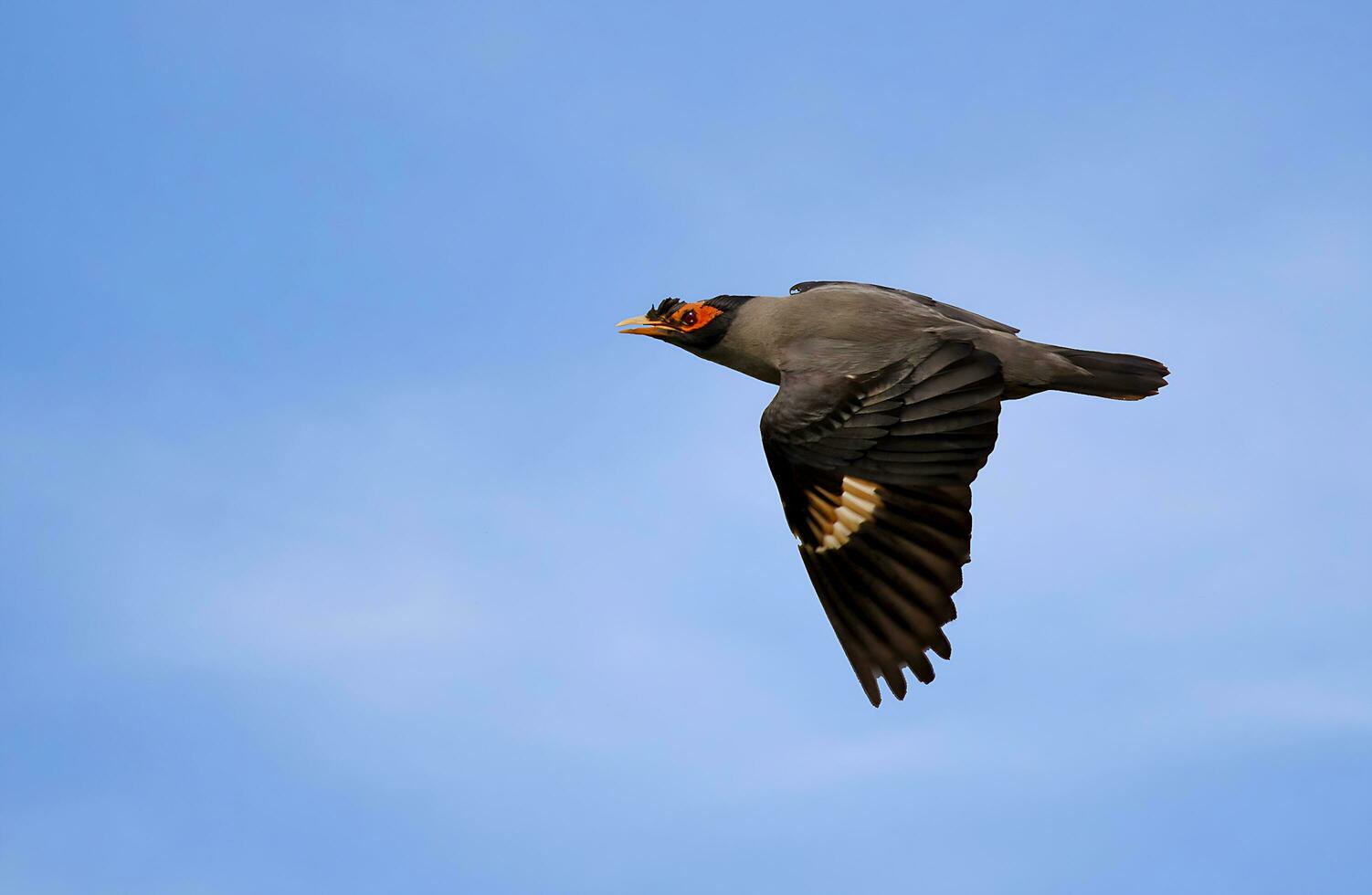 pájaro fotografía, pájaro fotos, la mayoría hermosa pájaro fotografía, naturaleza fotografía foto