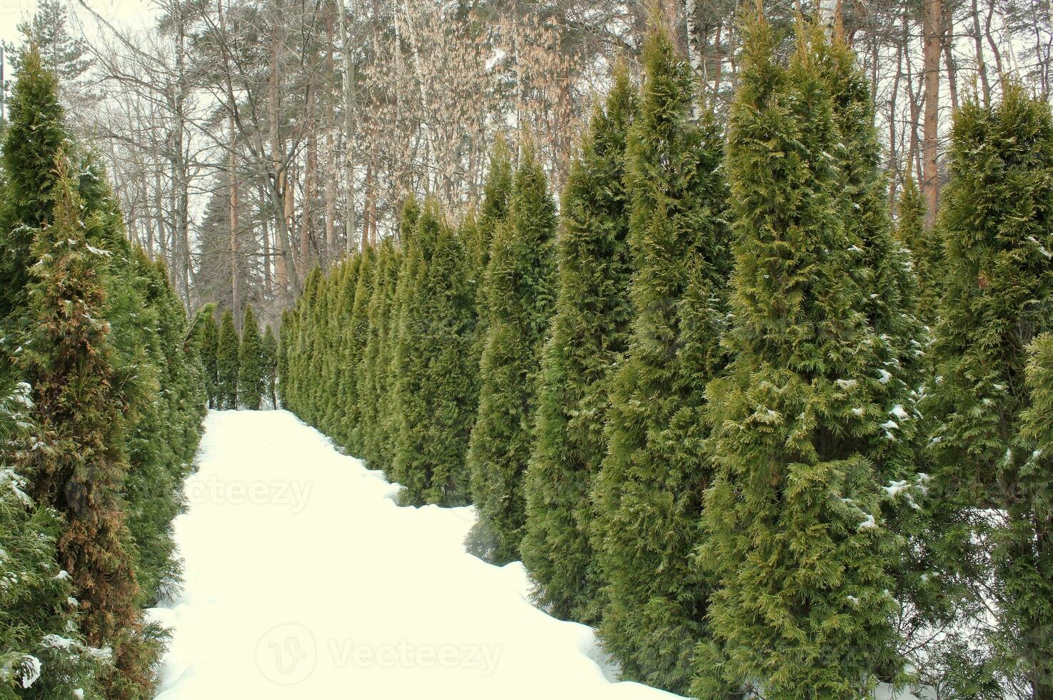 Big decorative green hedge of thuja trees on backyard at winter time