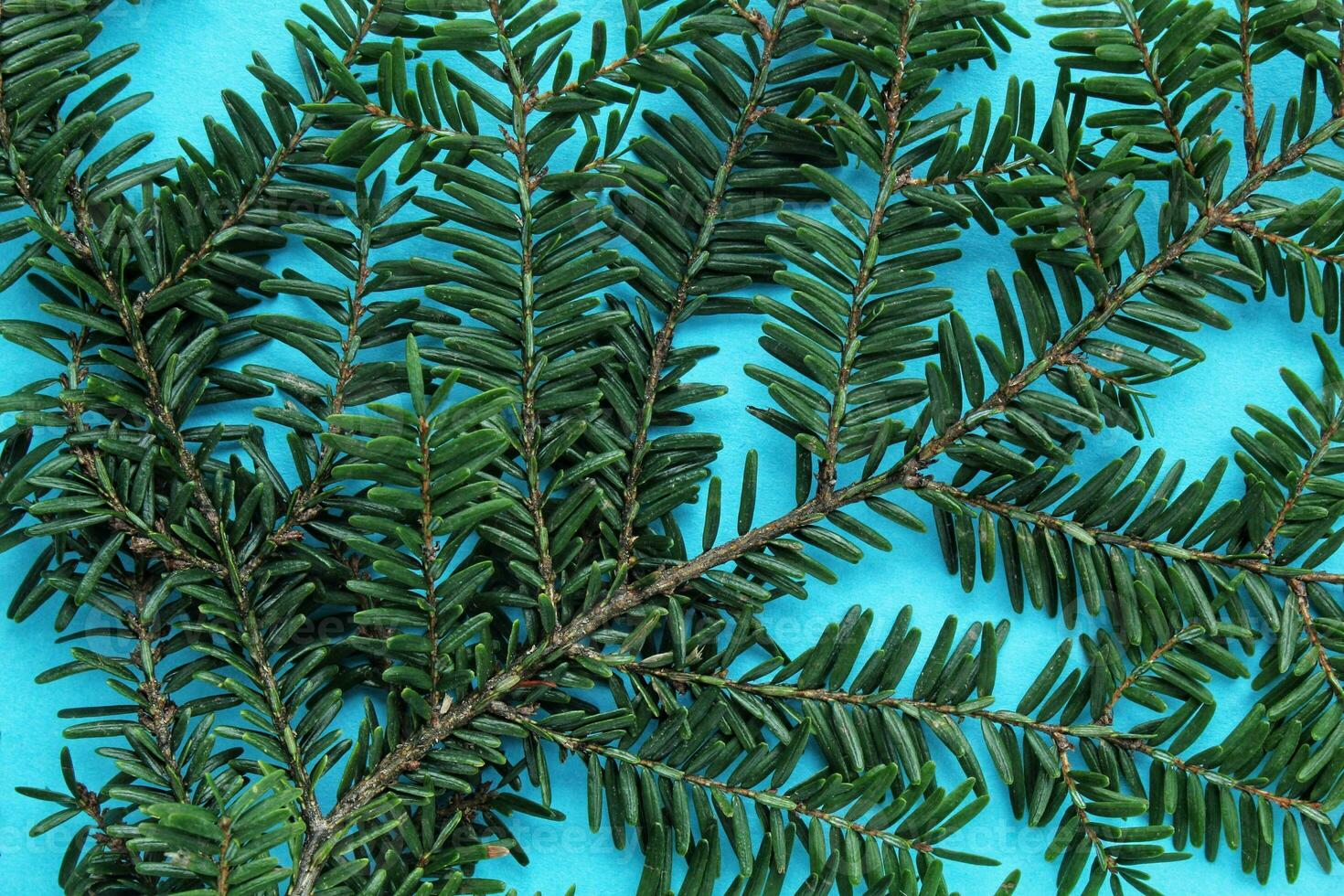 Green spruce branch on blue background with copy space. Christmas tree decoration. New year, winter holiday card. Fir, pine twig. Nature minimal concept photo