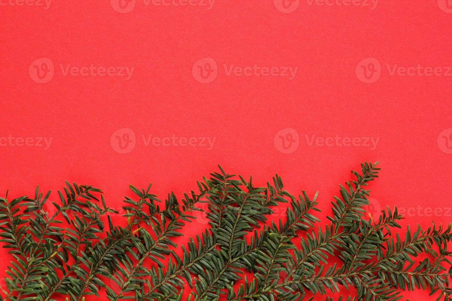 Green spruce branch on red background with copy space. Christmas tree decoration. New year, winter holiday card. Fir, pine twig. Nature minimal concept photo