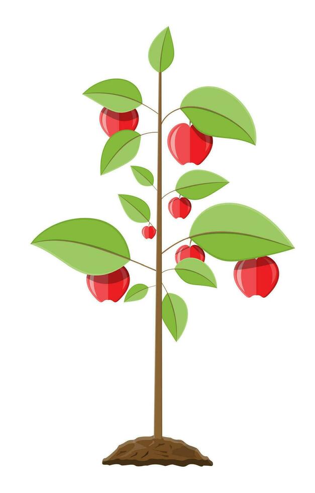 Decorative fruit tree. Growth of plant, from sprout to fruit. Planting tree. Seedling gardening plant. Apple tree. Vector illustration in flat style