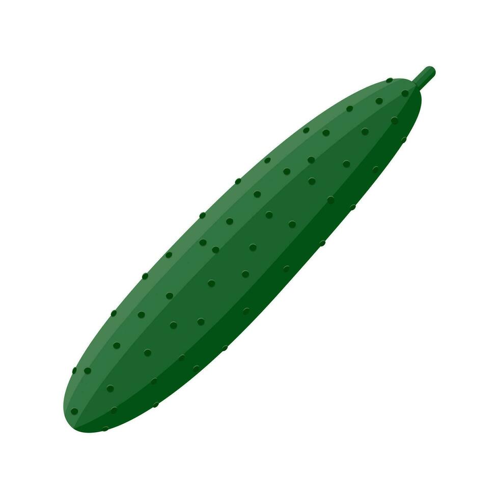 Cucumber vegetable isolated on white. vector illustration in flat style