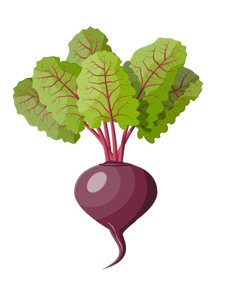 Beetroot with top leaves. Beet vegetable. Fresh vegetable salad. Organic healthy food. Vector illustration in flat style