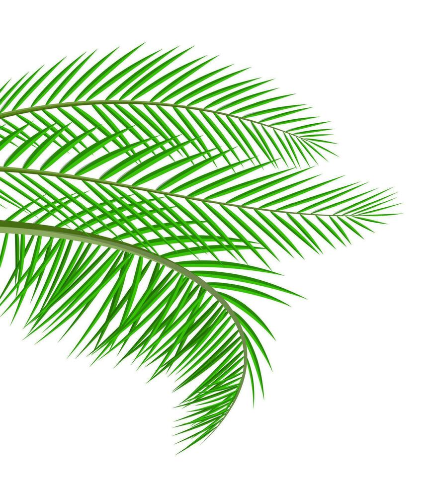 Tropical green leaves. Jungle leaves. Coconut palm, monstera, fan palm, rhapis. Natural leaf, exotic branches tree. Vector illustration in flat style