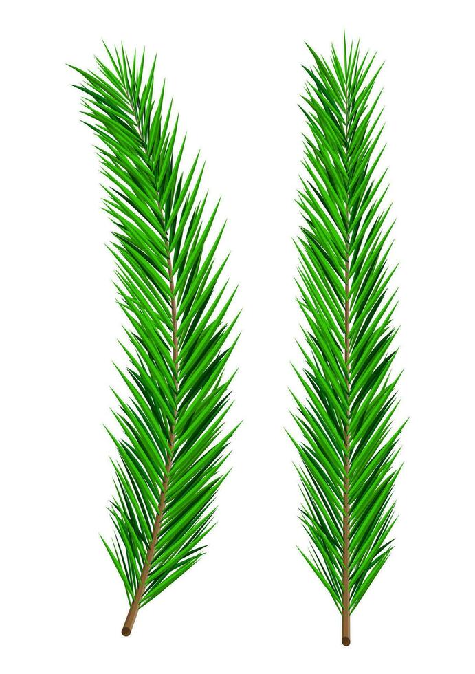 Green lush spruce branch. Evergreen tree, fir branches. Happy new year decoration. Merry christmas holiday. New year and xmas celebration. Vector illustration in flat style