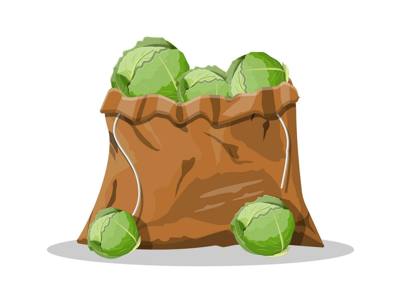 Fresh cabbage with green leaves in canvas bag. Cabbage isolated on white background. Organic healthy food. Vegetarian nutrition. Vector illustration in flat style
