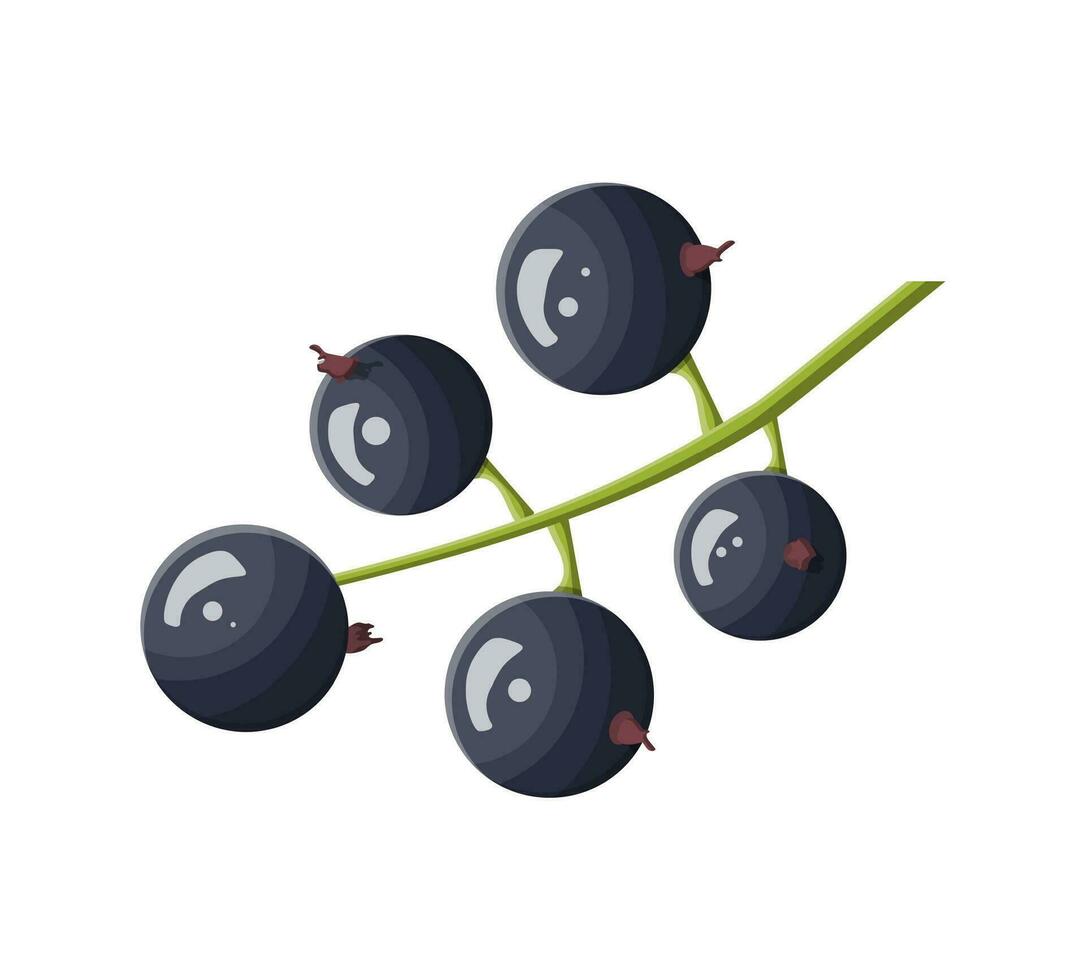 Bunch of black currant berry isolated on white. Organic healthy food. Vegetarian nutrition. Vector illustration in flat style