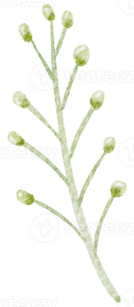 watercolor gypsophila small flower png