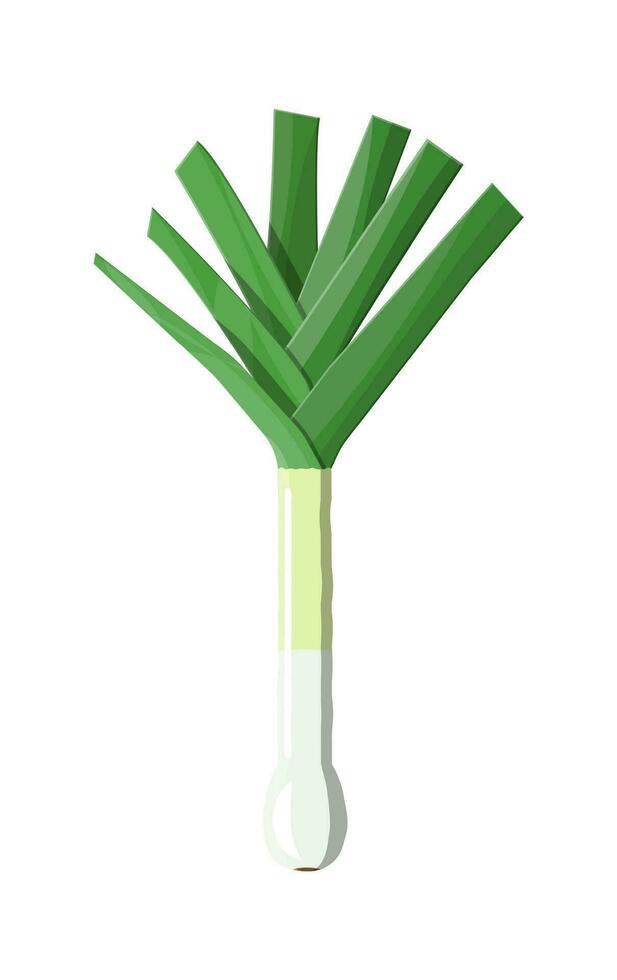 Ripe vegetable bitter onion with green stem. Green onion isolated on white background. Organic healthy food. Vegetarian nutrition. Vector illustration in flat style