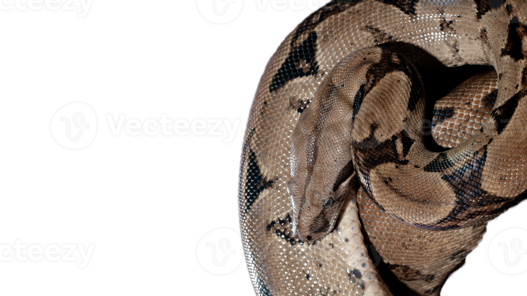 the python was coiling around png