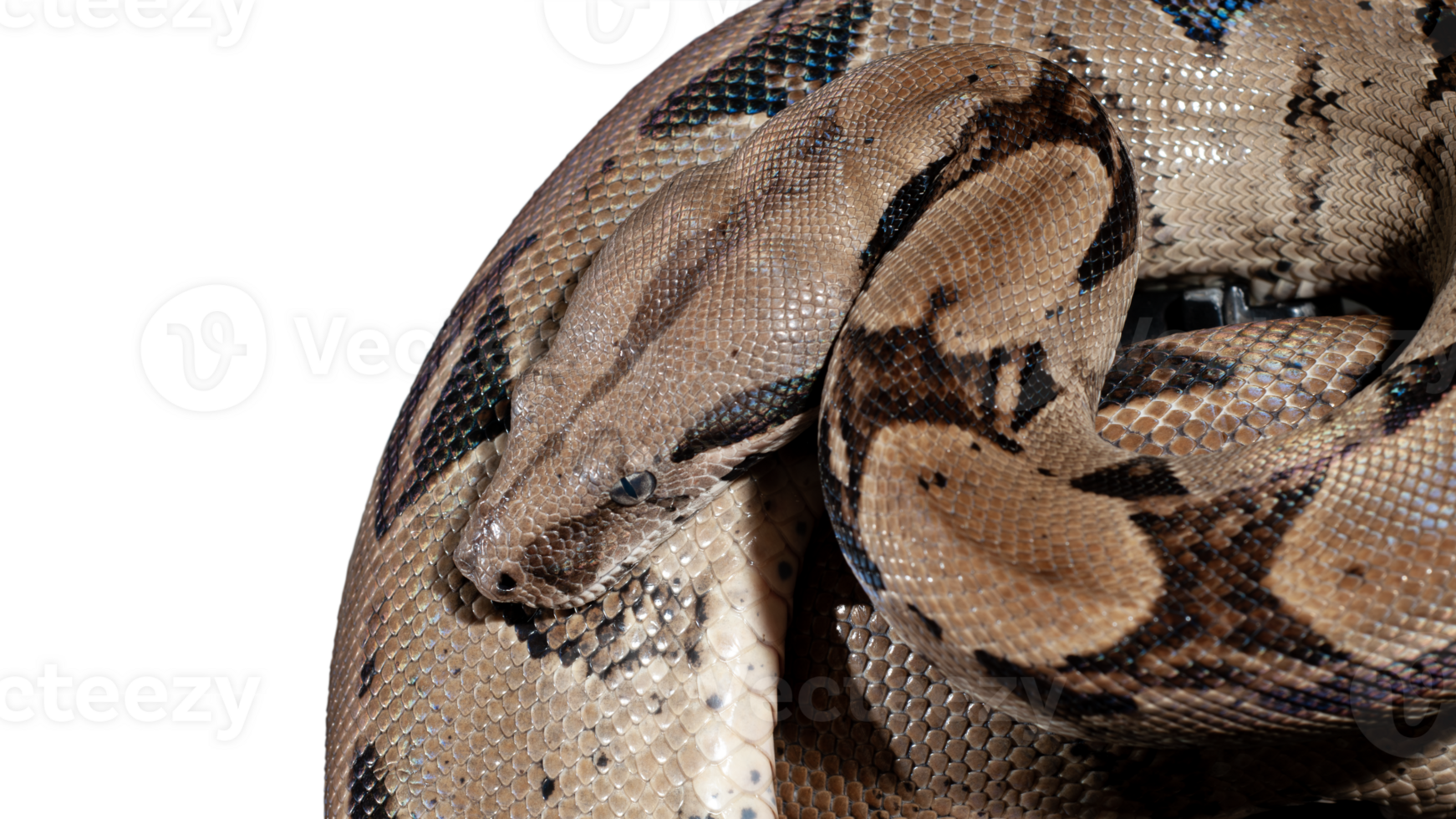 the python was coiling around png