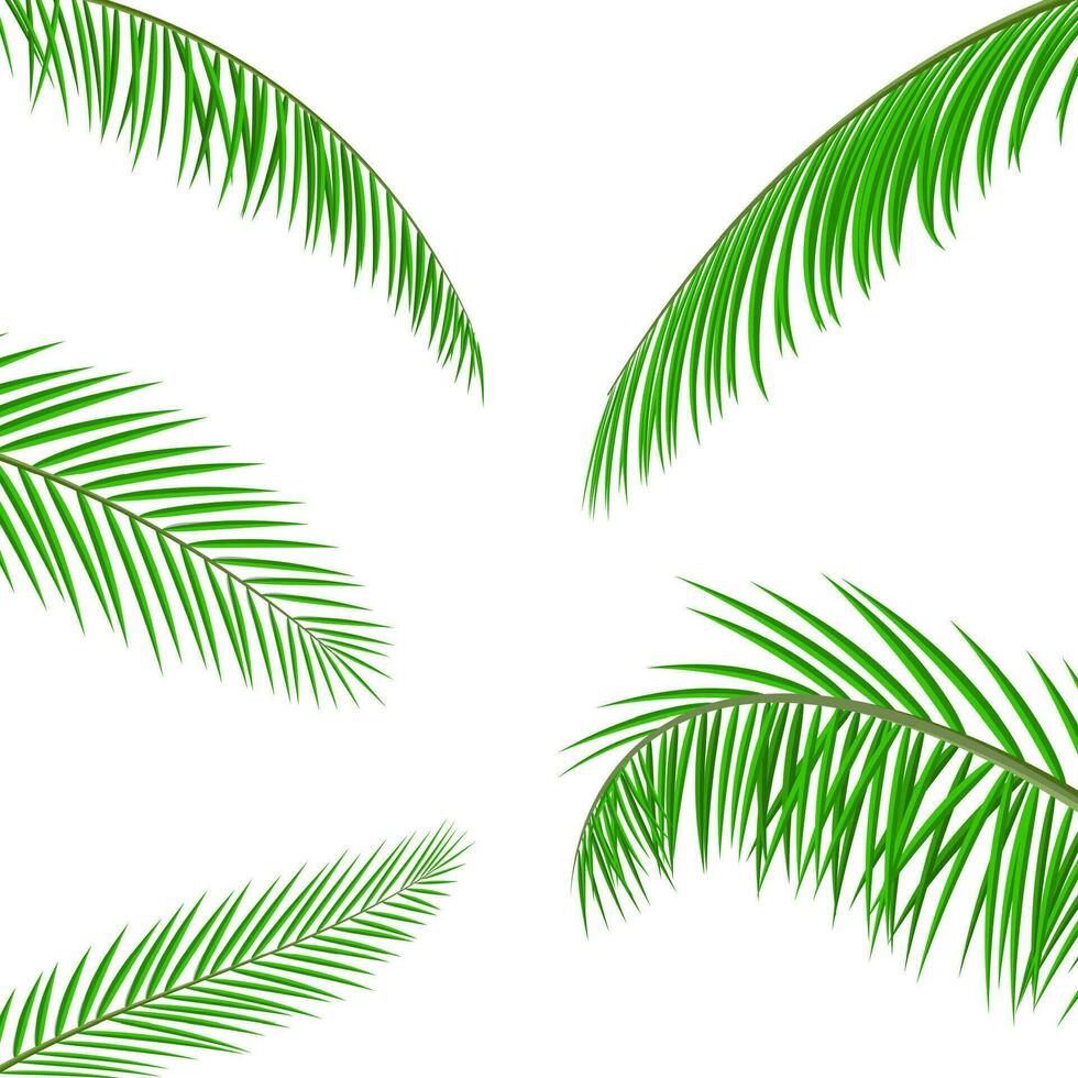 Tropical green leaves. Jungle leaves. Coconut palm, monstera, fan palm, rhapis. Natural leaf, exotic branches tree. Vector illustration in flat style