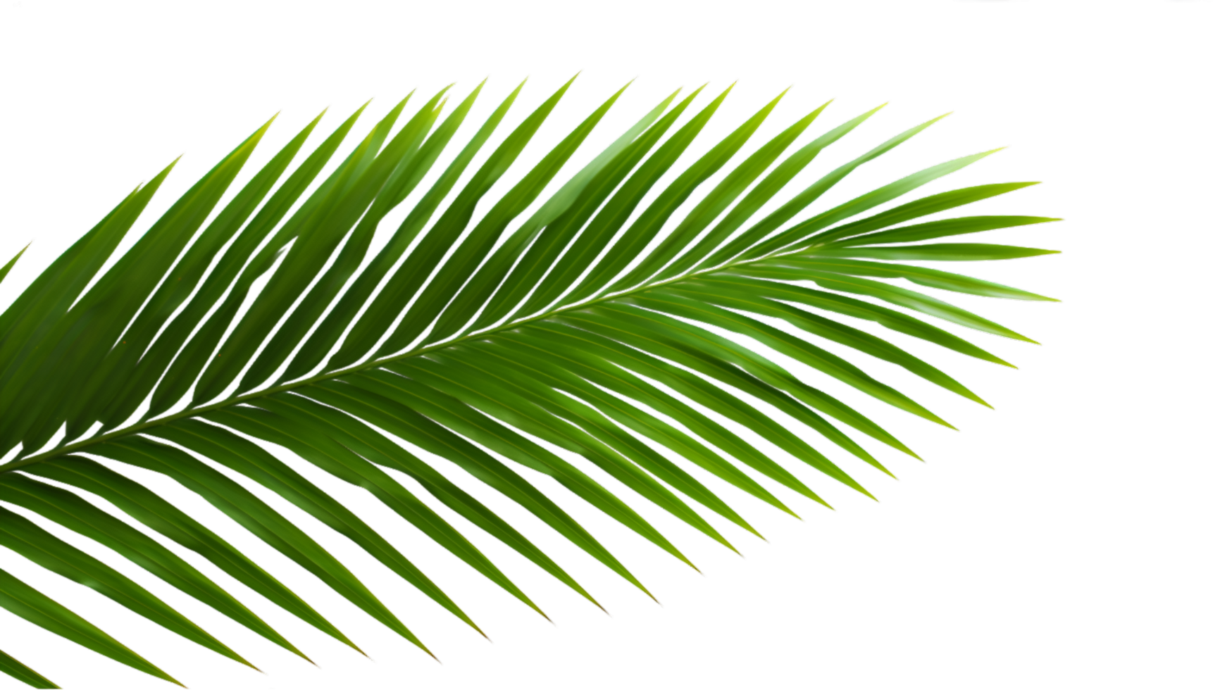 AI generated coconut palm leaves png