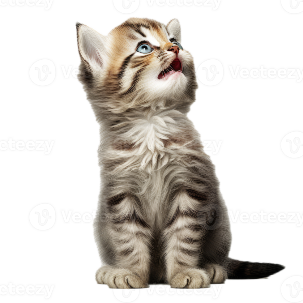 AI generated An adorable fluffy kitten looks up with wide blue eyes, mouth open in a meow, on a transparent background. png