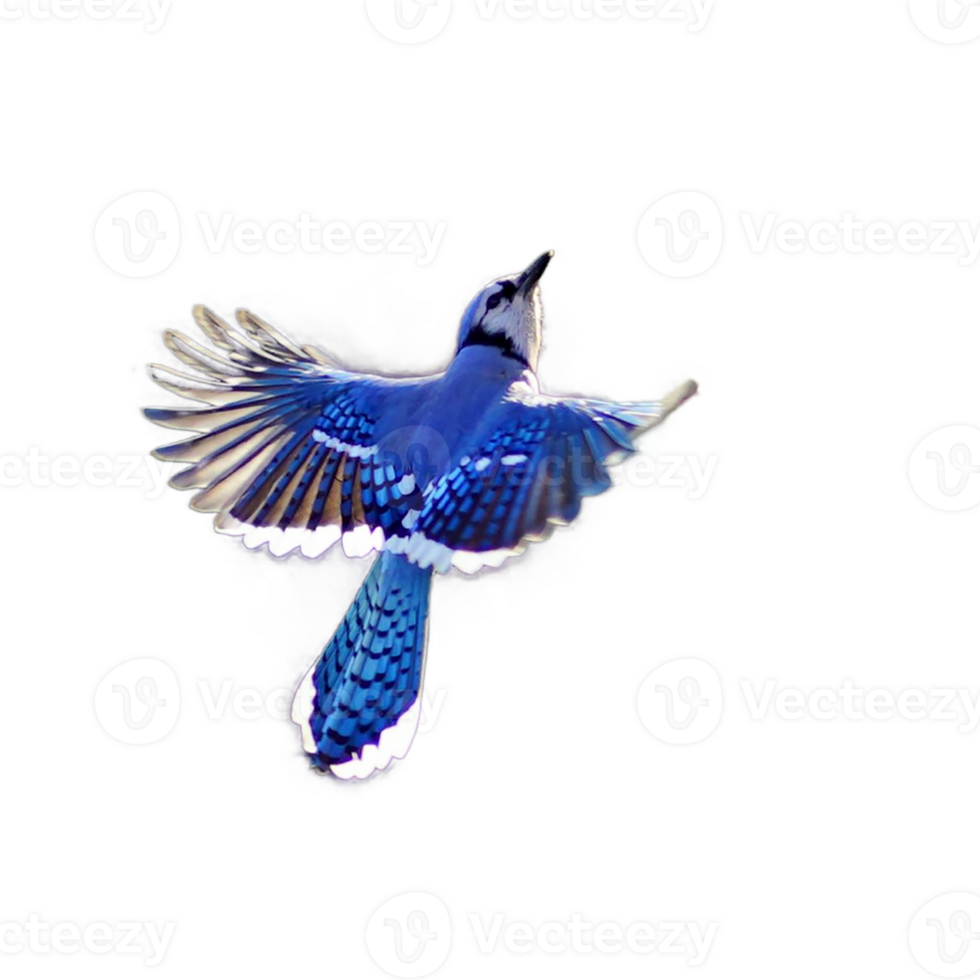 flying bird png