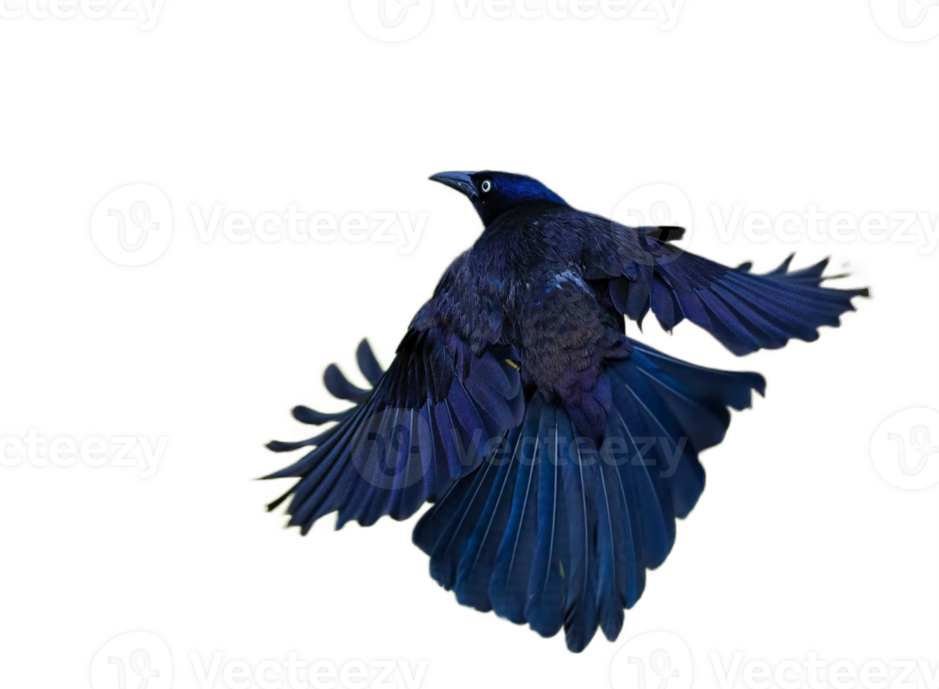 flying bird png