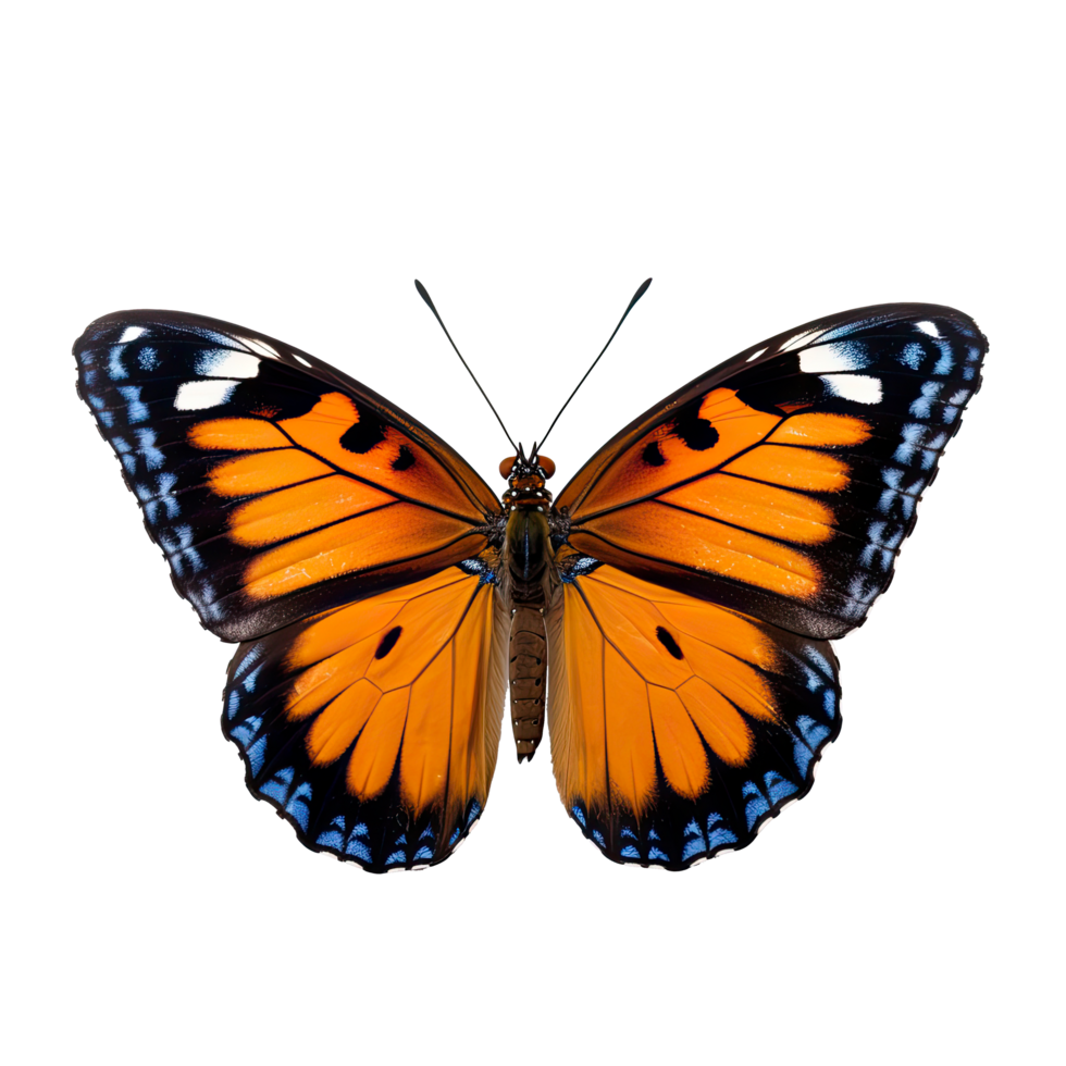 AI generated Graceful Butterfly in Side View Isolated on Transparent ...