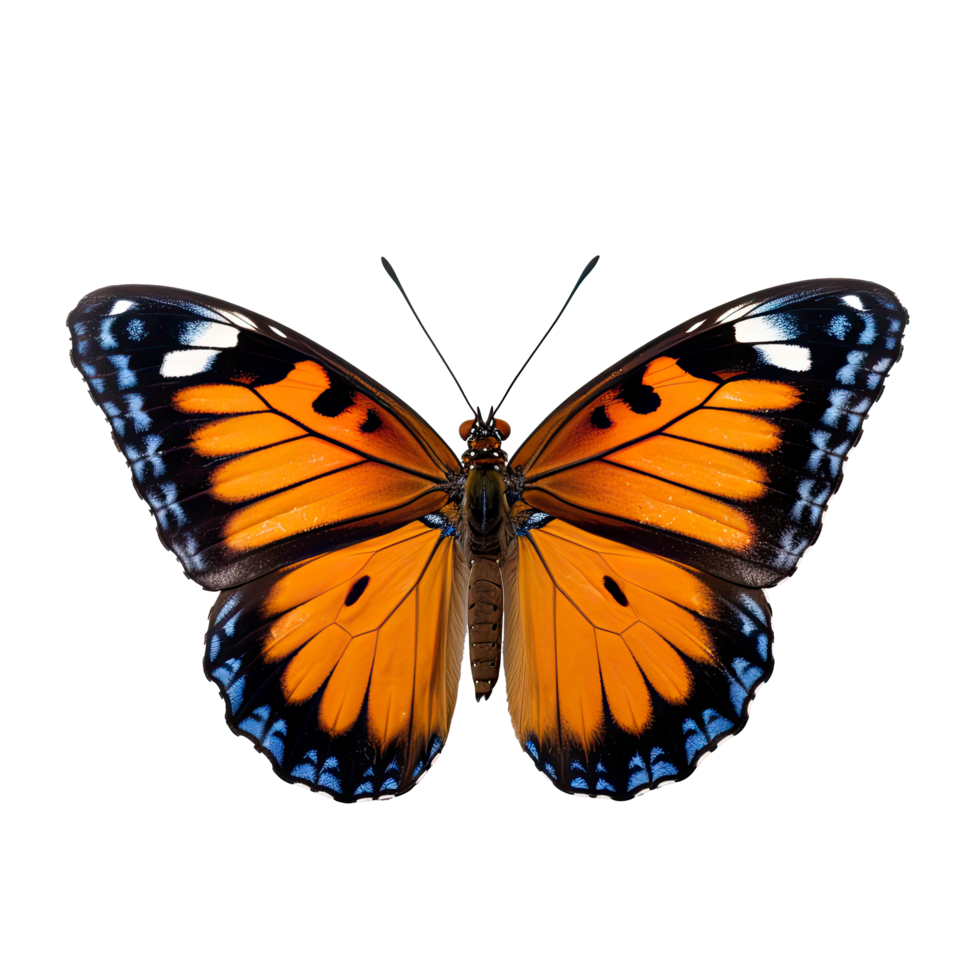 AI generated Graceful Butterfly in Side View Isolated on  Transparent Background png