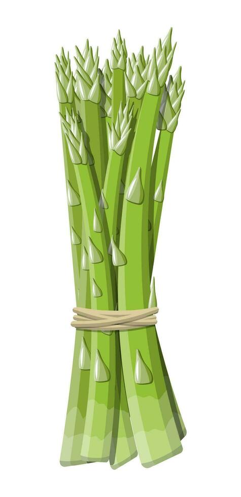 Asparagus vegetable stem isolated on white. Bundle of green asparagus sprout. Organic healthy food. Vegetarian nutrition. Vector illustration in flat style