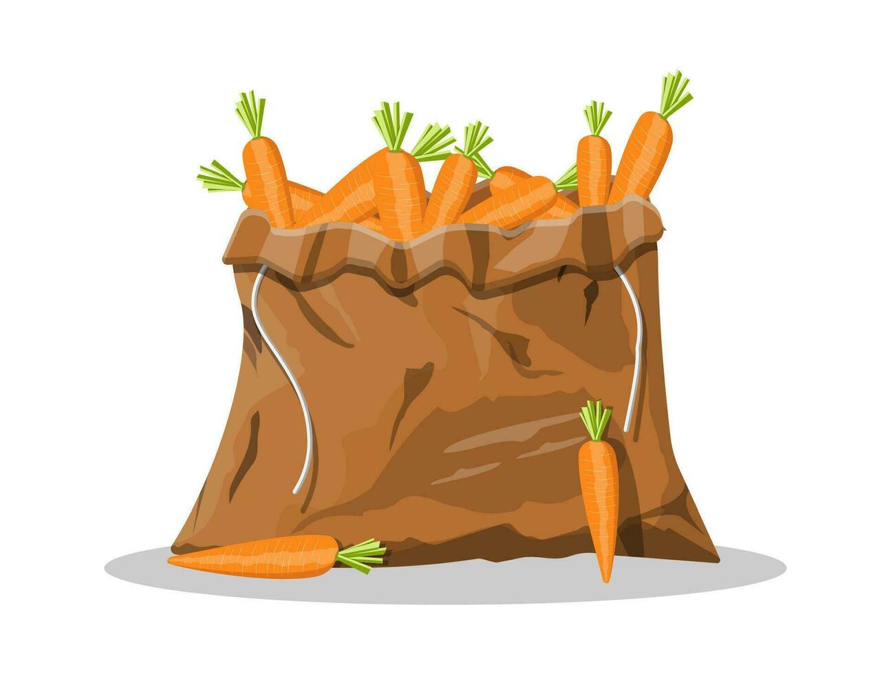 Fresh carrot with green leaves in canvas bag. Carrot isolated on white background. Organic healthy food. Vegetarian nutrition. Vector illustration in flat style