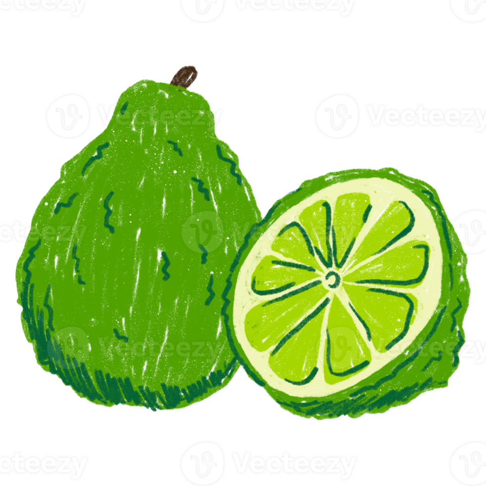 AI generated Botanical Study of a Lime png
