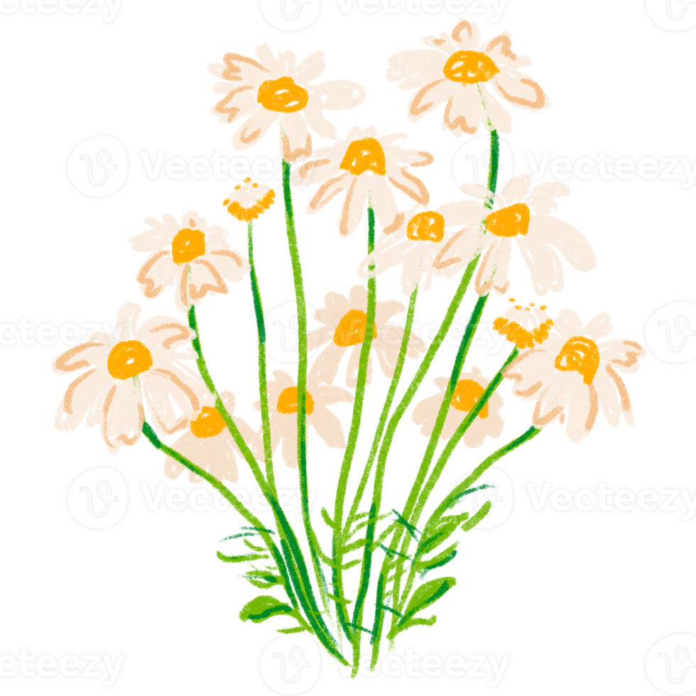 AI generated A Chorus of Daisies Basking in Light png