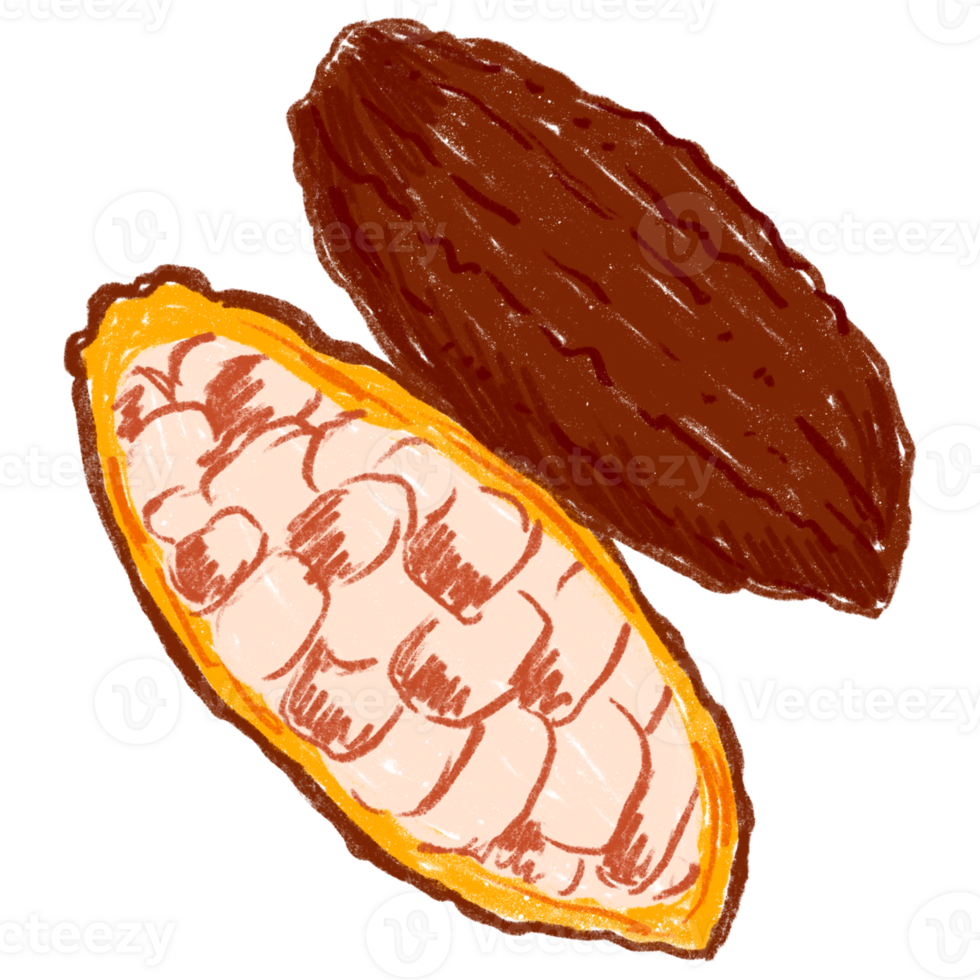 ai généré une cacao haricot Divisé ouvert png