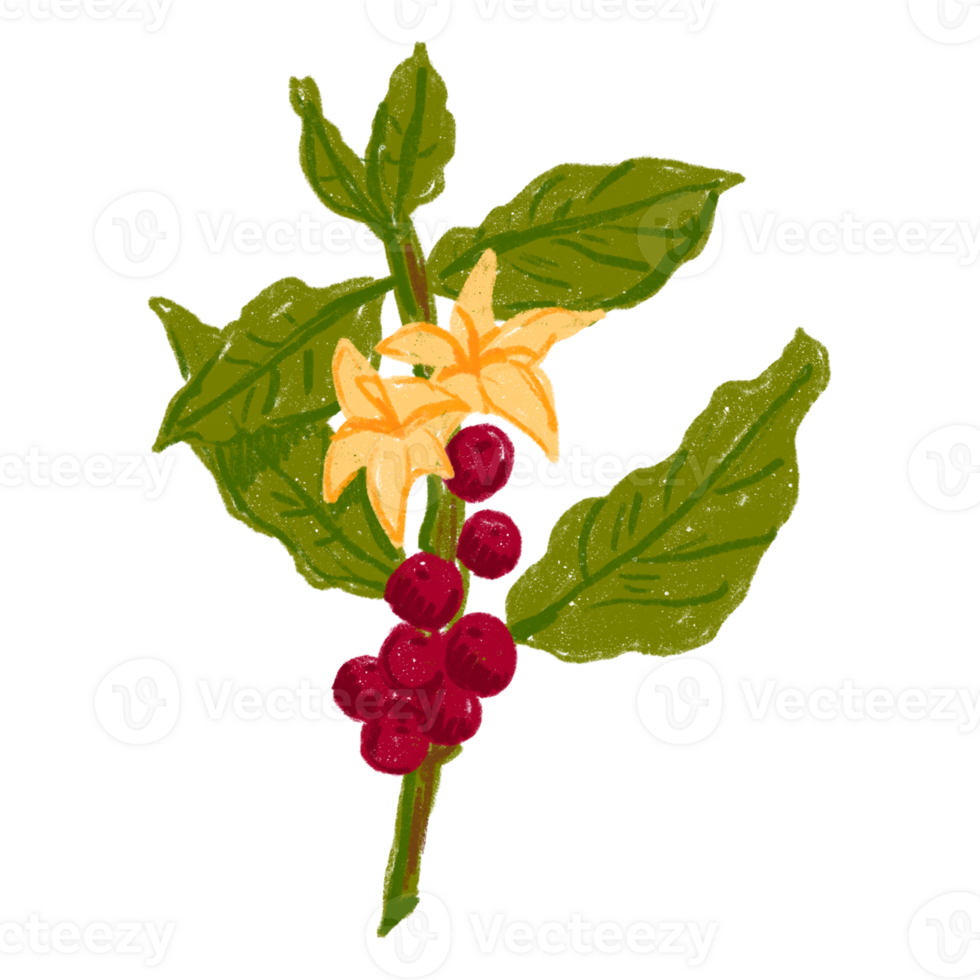 AI generated Coffee Cherries Nestled in Verdant Leaves png