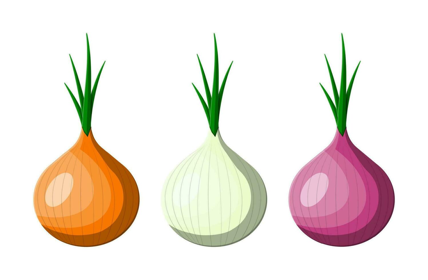 Onion vegetable isolated on white. Organic healthy food. Vegetarian nutrition. Vector illustration in flat style