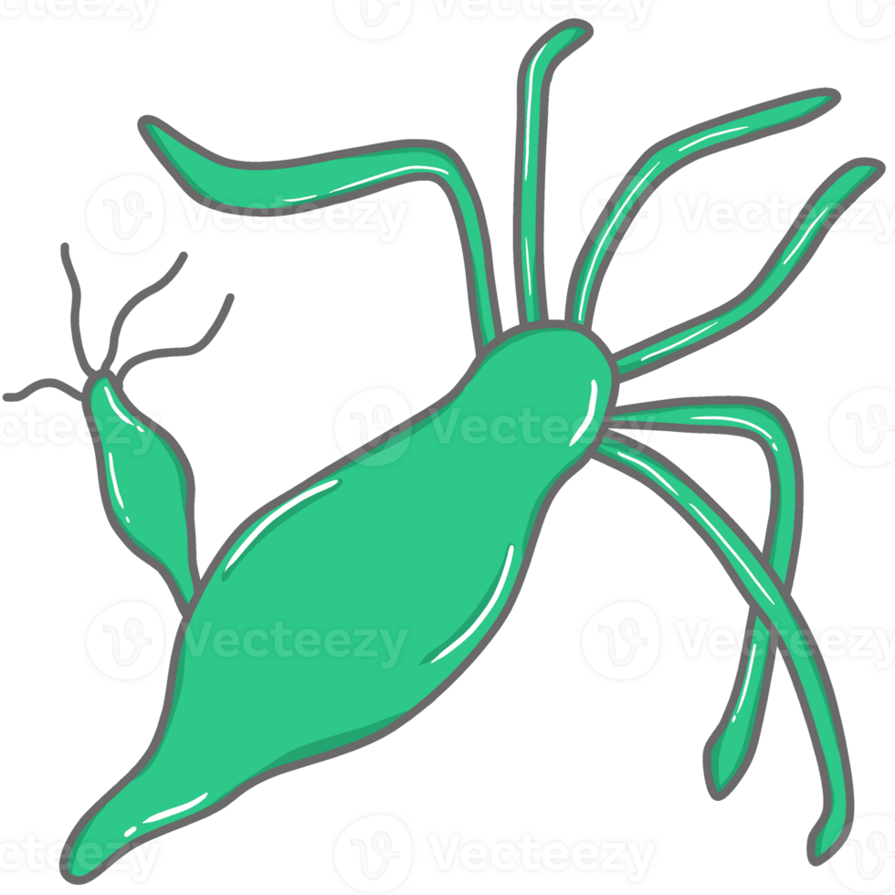 illustration of Hydra png