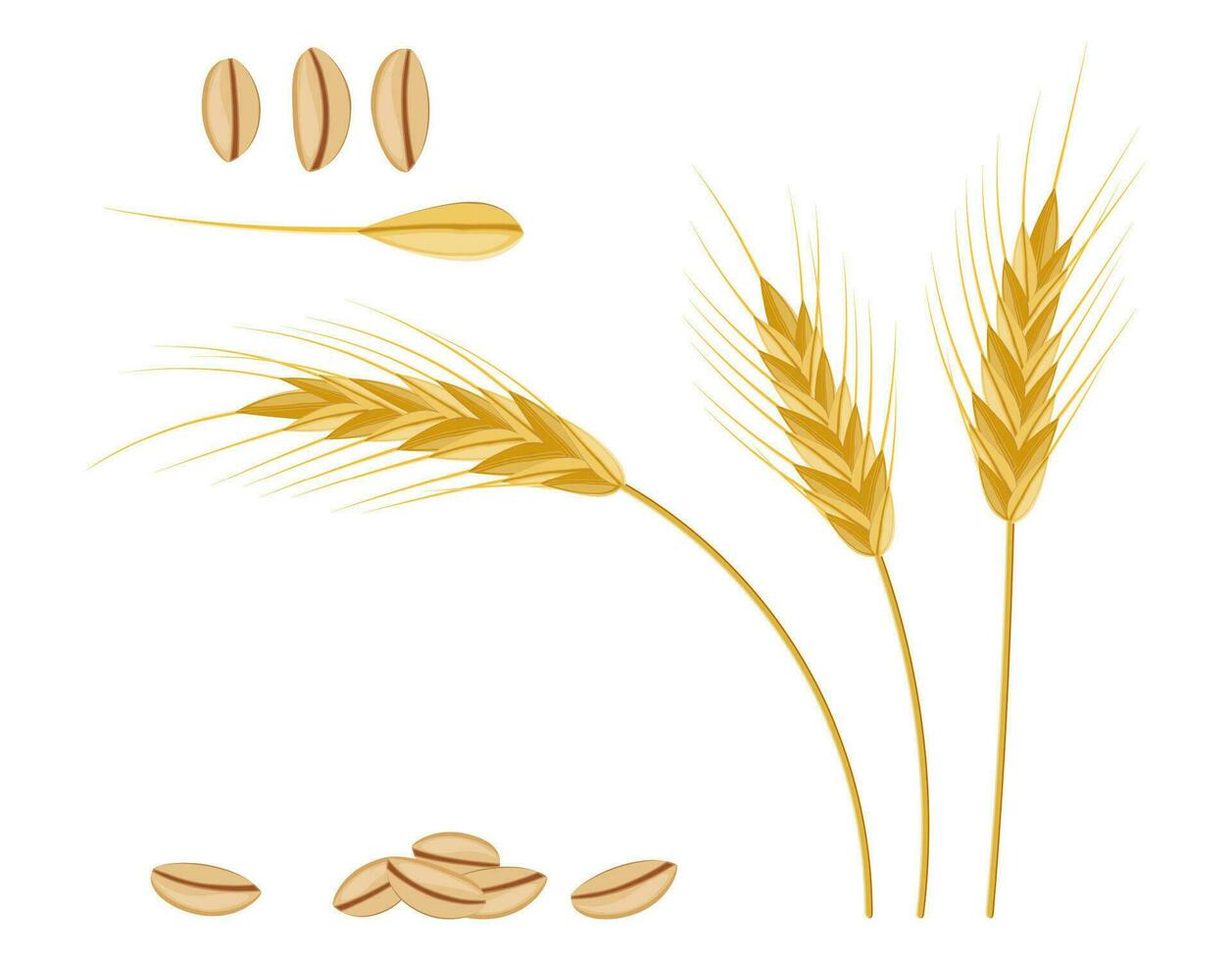 Whole stalks, wheat ears spikelets with seeds. Bakery pastry cereals. Oat bunch with grains. Vector illustration in flat style