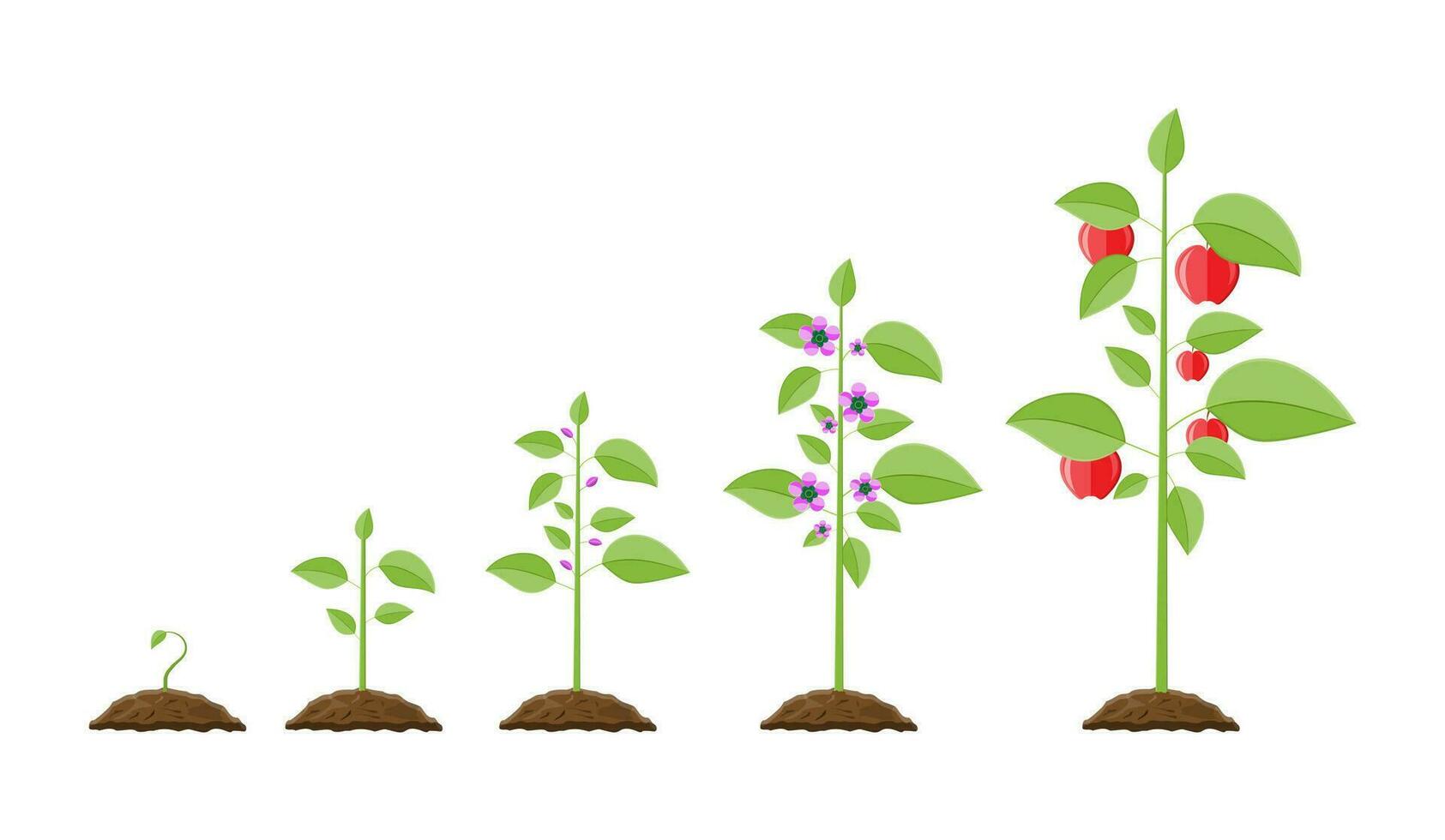 Growth of plant, from sprout to fruit. Planting tree. Seedling gardening plant. Timeline. Vector illustration in flat style