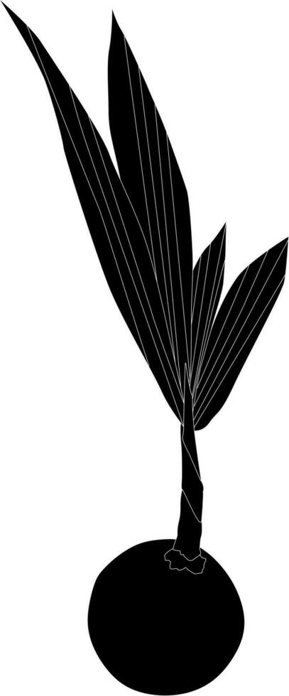 hand-drawn sketch of a plant. silhouette in black and white vector