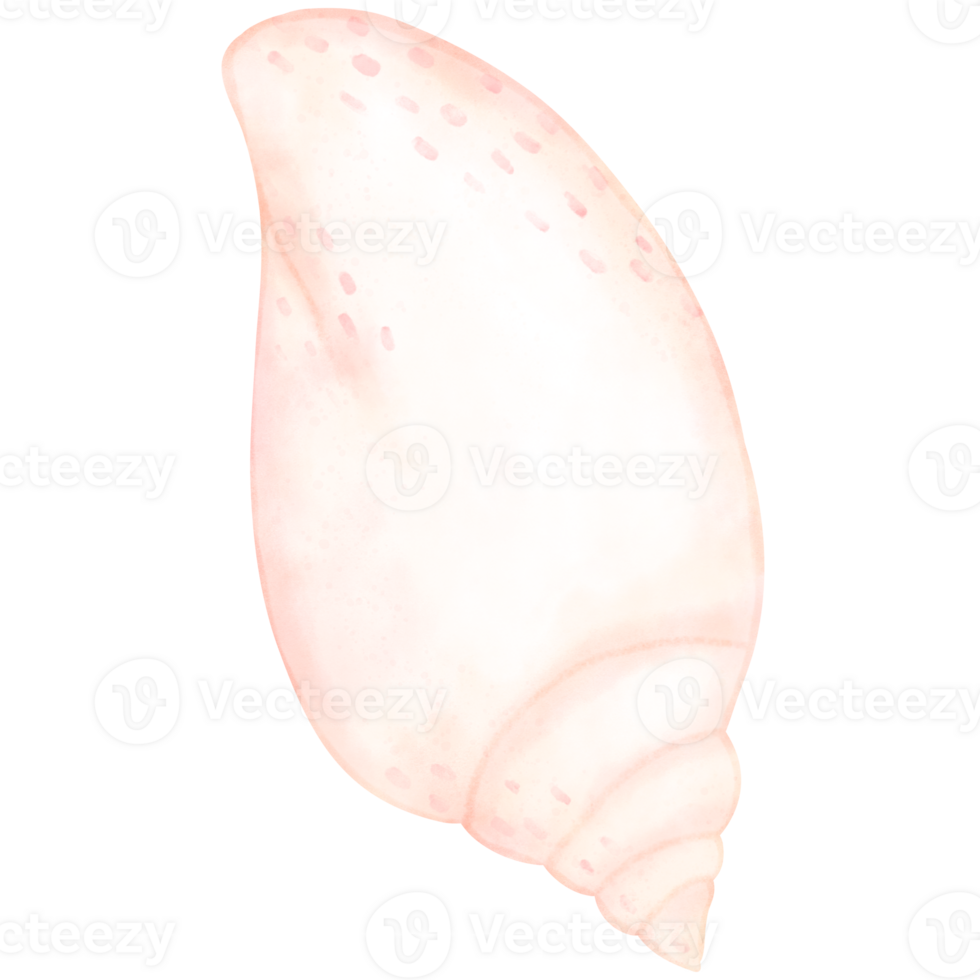 Sea shell, shell, under the sea png