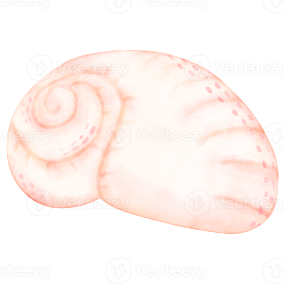 Sea shell, shell, under the sea png