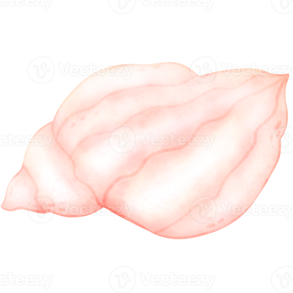 Sea shell, shell, under the sea png