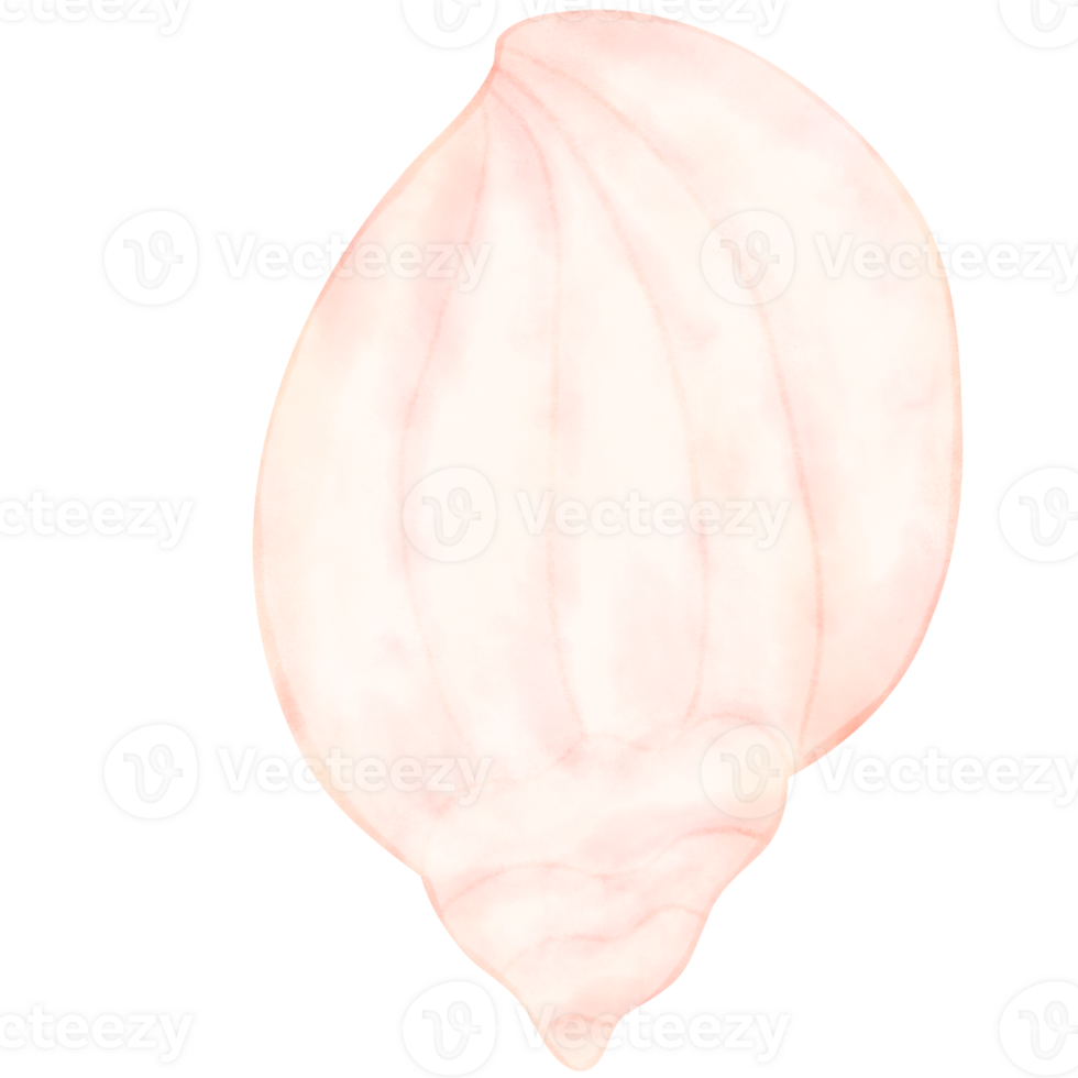 Sea shell, shell, under the sea png