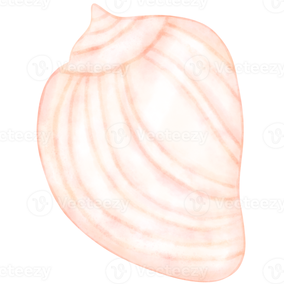 Sea shell, shell, under the sea png