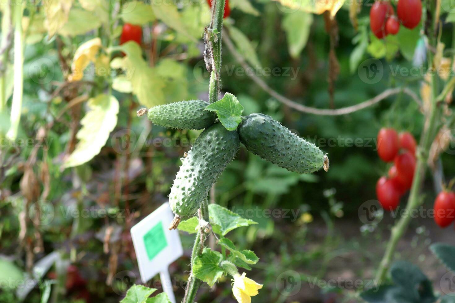 Ripe cucumbers in a greenhouse on a plant against a background of earth and bushes with tomatoes. Horizontal photo, close-up photo