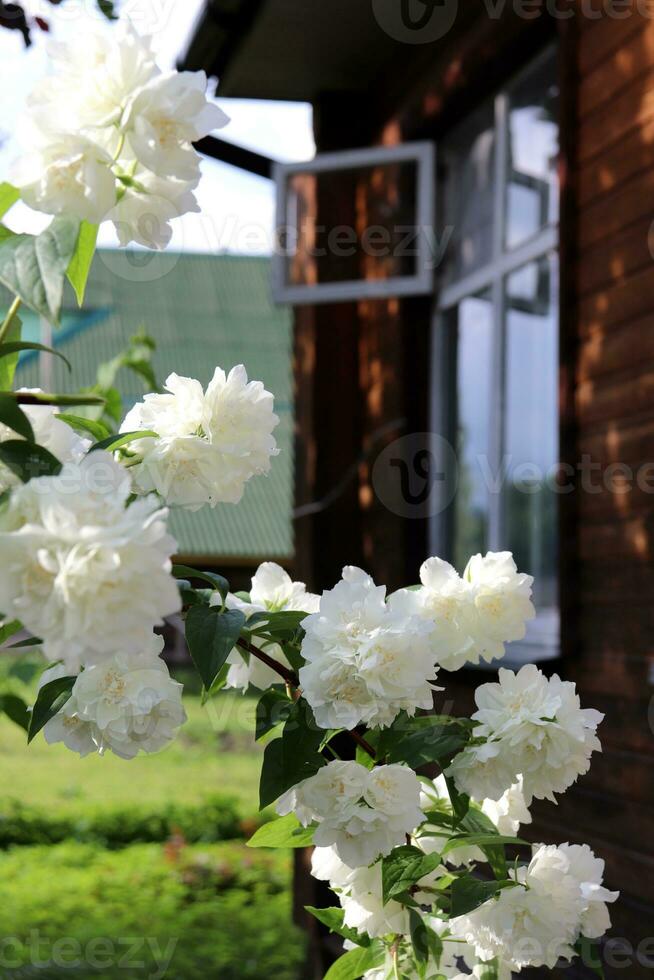 A branch with white mock orange flowers against the background of a window of a rural house. Vertical photo, close-up photo