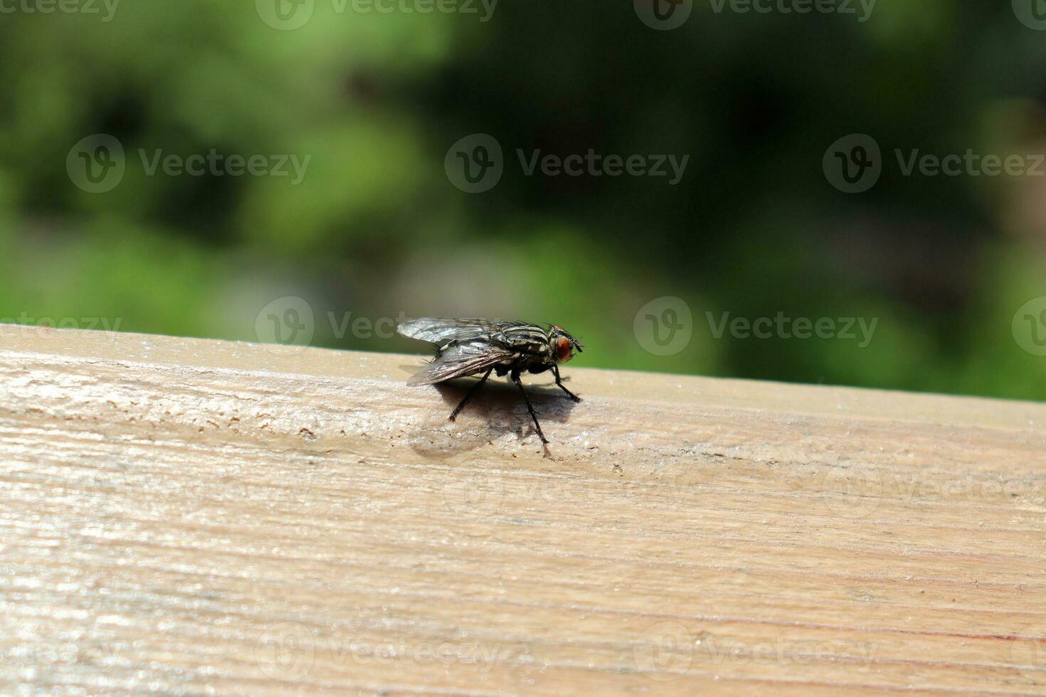 A fly on a wooden surface outdoors in summer. Horizontal photo, close-up photo