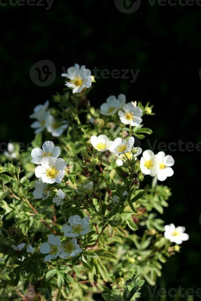 a bush with flowers of white cinquefoil Potentilla, vertical photo