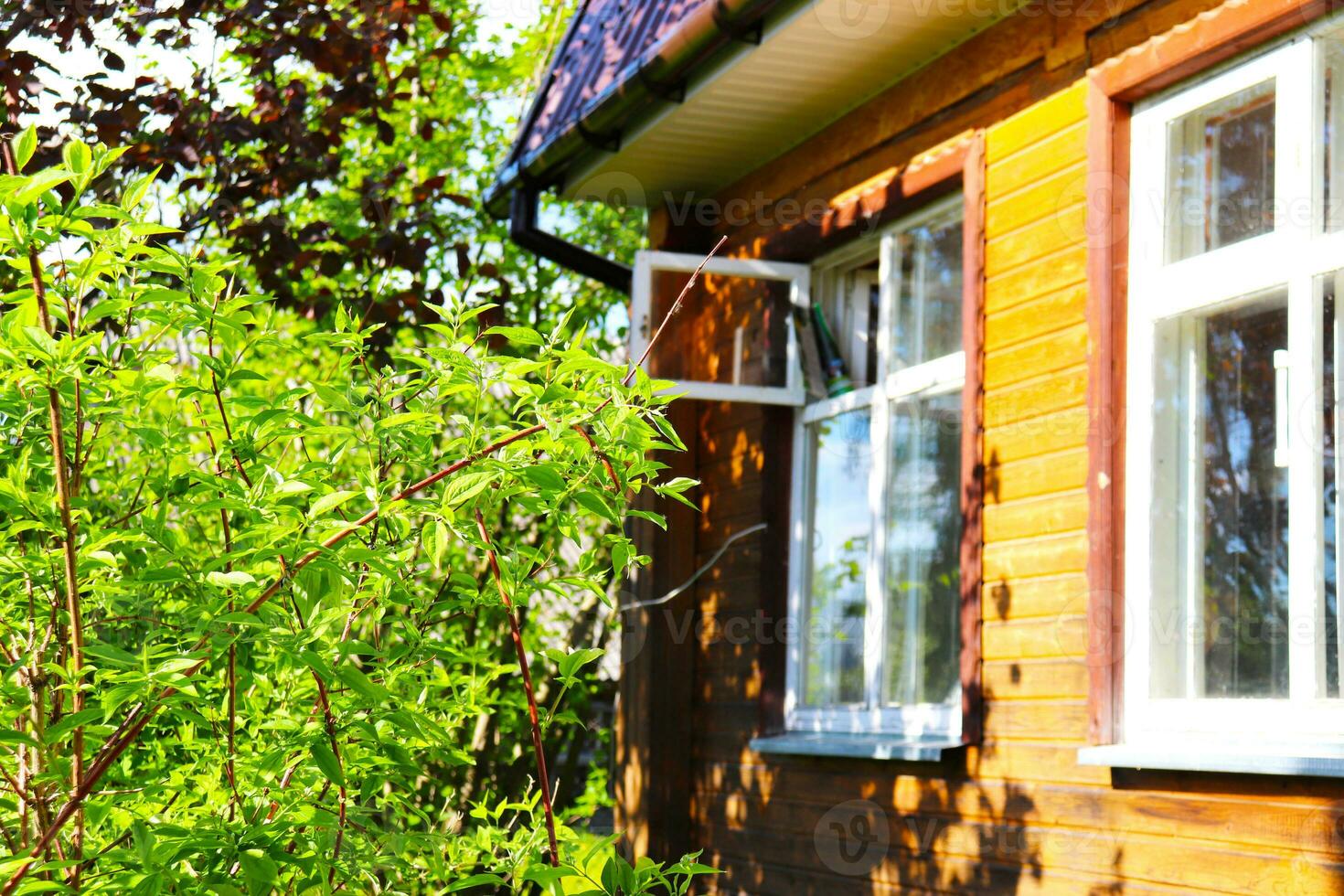 A green mock orange bush in spring in front of the windows of a rural house on a sunny day. Horizontal photo, close-up photo