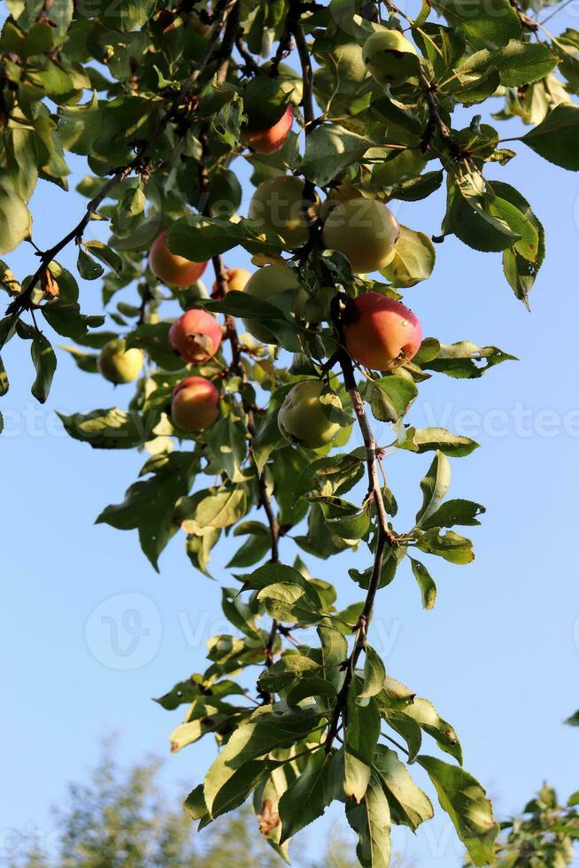 Branch of an apple tree with fruits in the garden in summer against the sky. Vertical photo, close-up photo