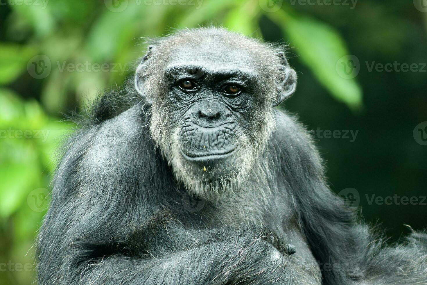 un chimpancé o pan trogloditas foto